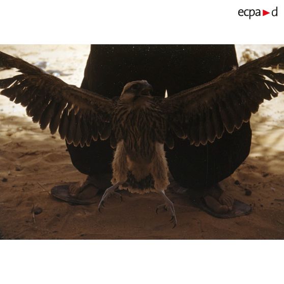 Buses (Bouraret). [légende d'origine]