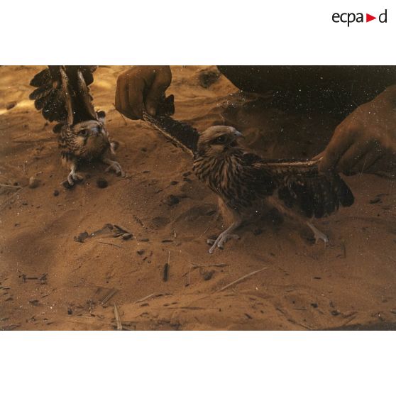 Buses (Bouraret). [légende d'origine]