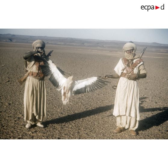 Buse. [légende d'origine]