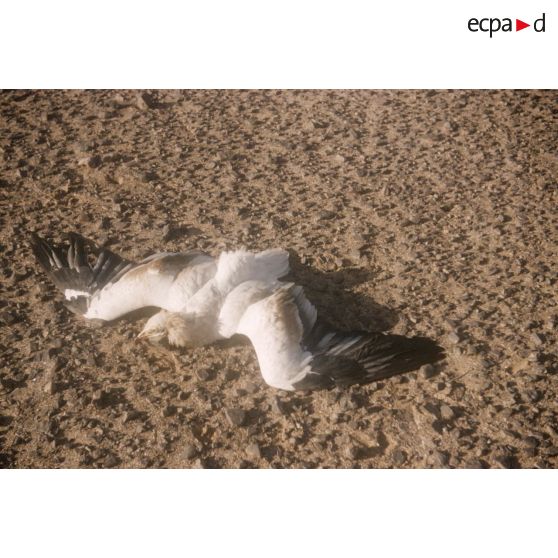 Buse. [légende d'origine]