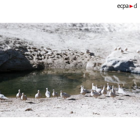 Congas. [légende d'origine]