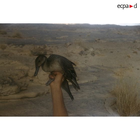 Canard tué à Bla Bla (?), novembre 1959. [légende d'origine]