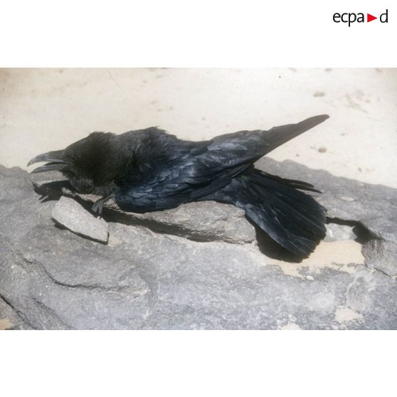 Corbeau. [légende d'origine]