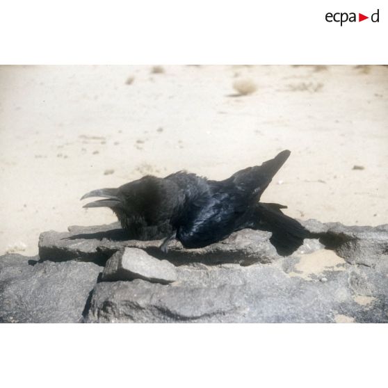 Corbeau. [légende d'origine]