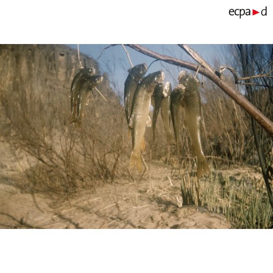 Barbeaux (Ihreri). [légende d'origine]