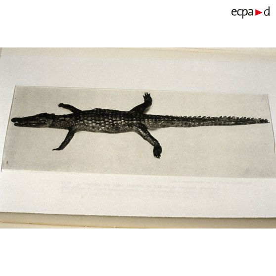 [Crocodile naturalisé, 1992.]
