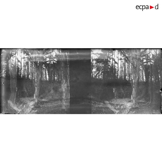 [Photographie de groupe dans un recoin de forêt, s.d.]