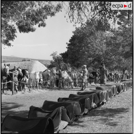 Le pansage des chevaux.