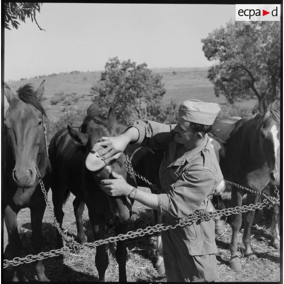 Le pansage d'un cheval de l'escadron monté du 15e GCN.
