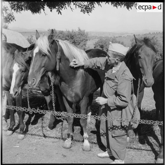 Le pansage d'un cheval de l'escadron monté du 15e GCN.