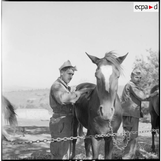 Le pansage d'un cheval de l'escadron monté du 15e GCN.