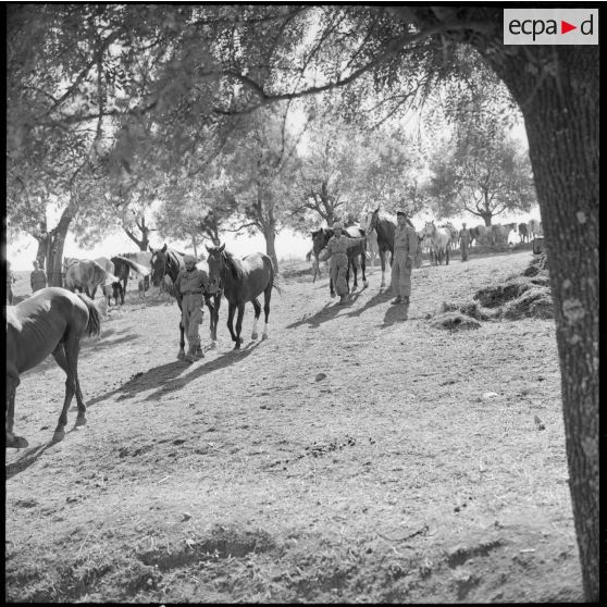 Les chevaux de l'escadron monté du 15e GCN se dirigent vers l'abreuvoir.