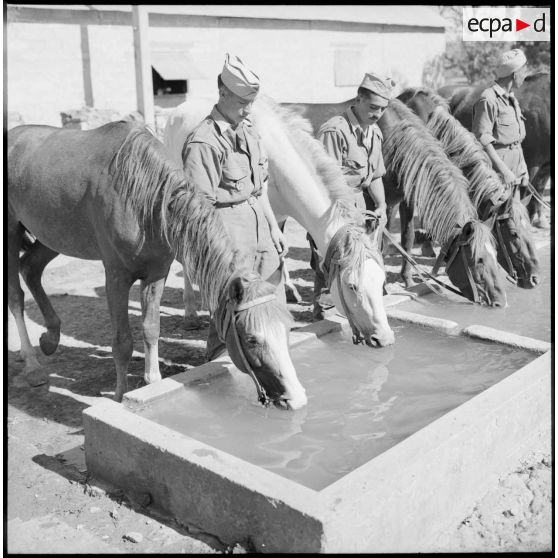 Les chevaux de l'escadron monté du 15e GCN à l'abreuvoir.