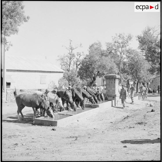 Les chevaux de l'escadron monté du 15e GCN à l'abreuvoir.