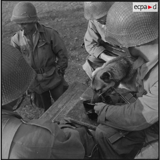 Un chien de la 31e GV se restaure après le travail.