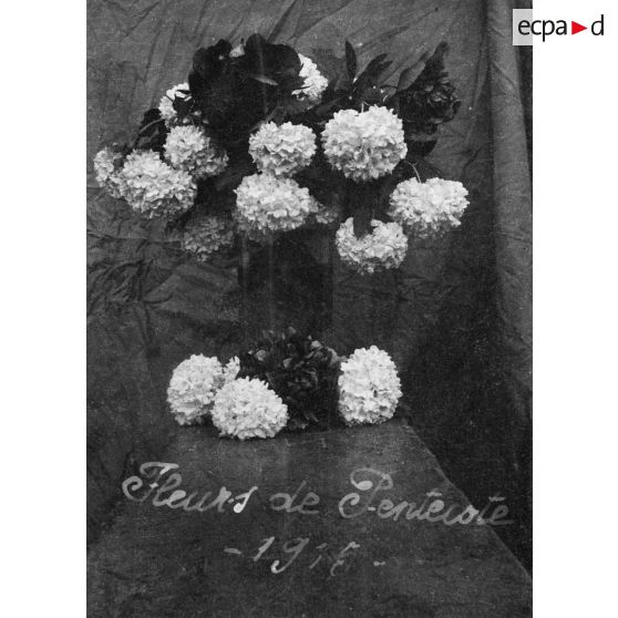 Fleurs de Pentecôte - 1915. [légende d'origine]