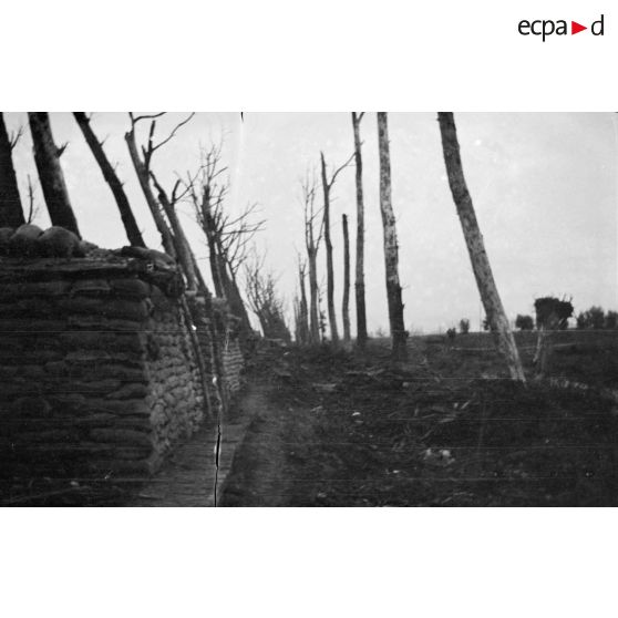 [Allée dévastée sur le front, s.d.]