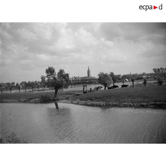 [Paysan conduisant des vaches, s.d.]