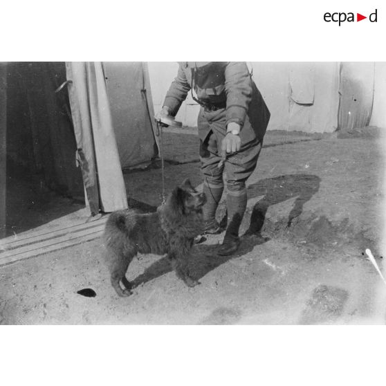 [Récompense donnée à un chien, s.d.]