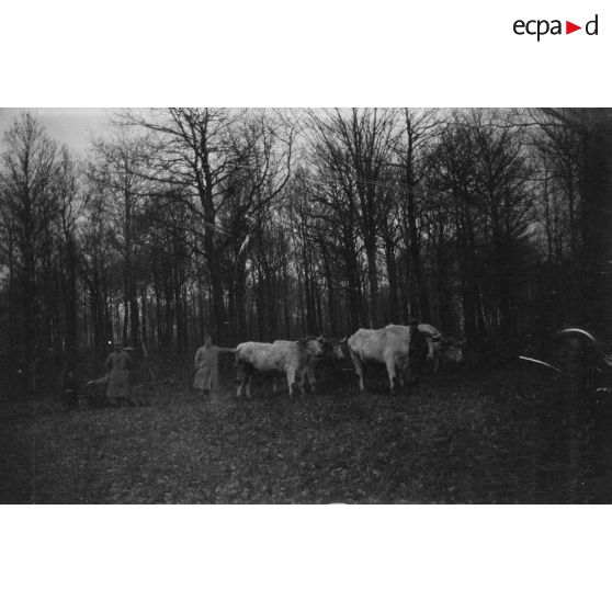 [Soldats posant à côté de vaches, s.d.]