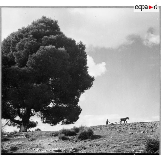 Un laboureur sur les hauts plateaux, vers Saïda.
