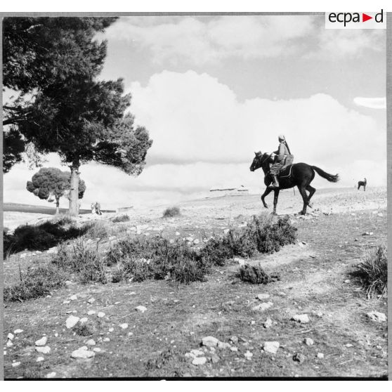 Une patrouille des spahis du 10e GESA dans les environs de Saïda.