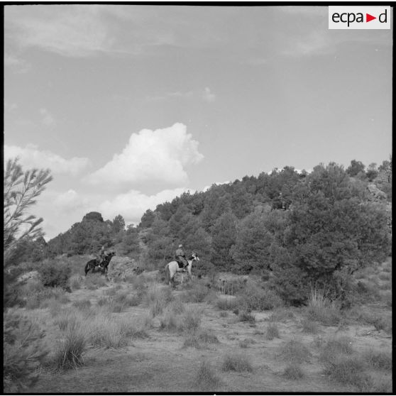 Progression d'une patrouille de reconnaissance des spahis du 10e GESA dans les environs de Saïda.