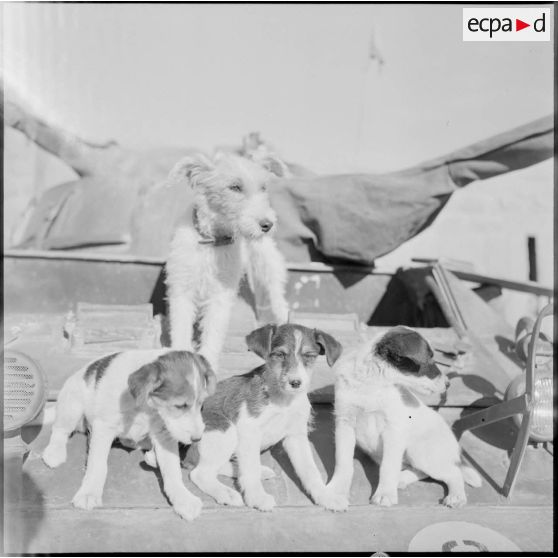 Photographie de chiots.