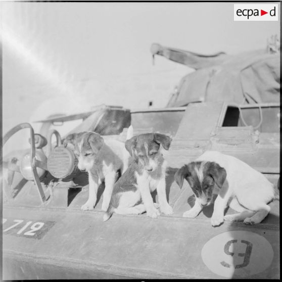 Photographie de chiots.