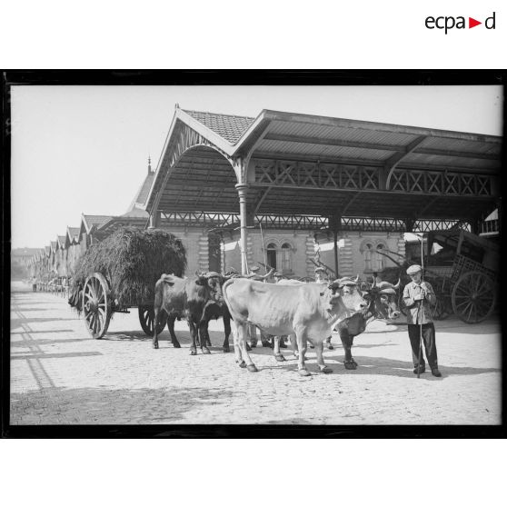 Boulevard Raspail, attelage des boeufs. [légende d'origine]