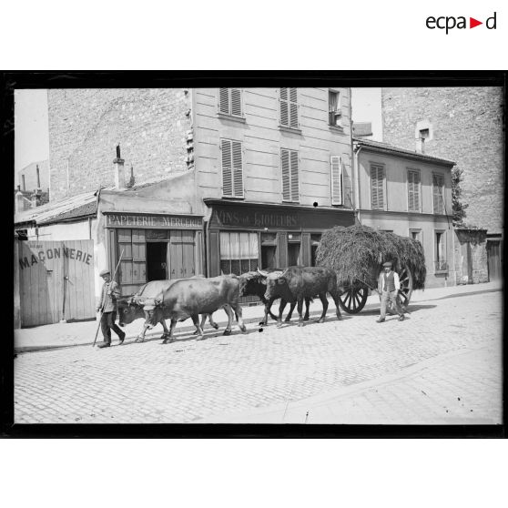 Attelage de boeufs boulevard Vaugirard. [légende d'origine]