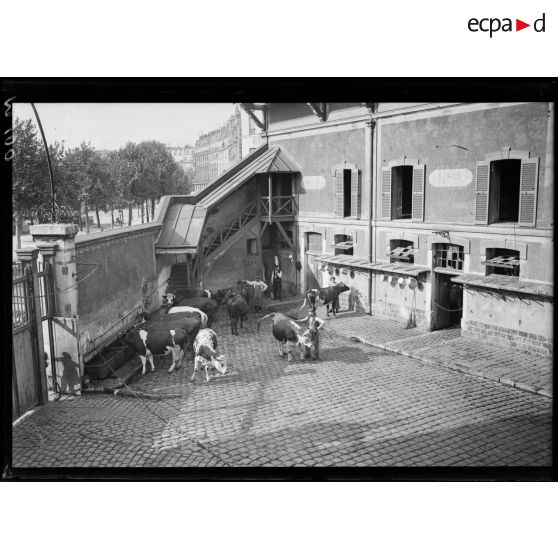 Boulevard Richard Lenoir, animaux à l'abattoir. [légende d'origine]