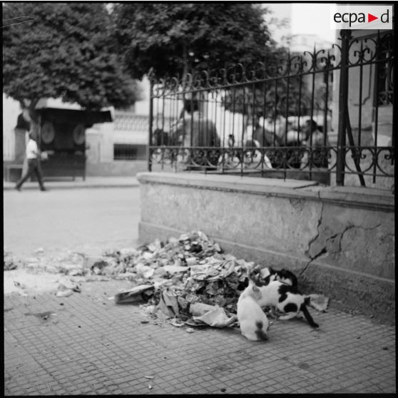 Des chats affamés fouillent une poubelle, après le cessez-le-feu à Port-Saïd.