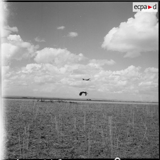 Cigognes marocaines.