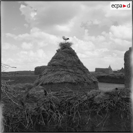 Nid de cigognes au Maroc.