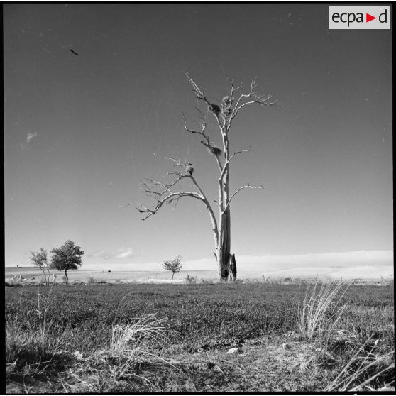 Nids de cigognes, Sidi-Chaïb.