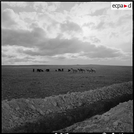 Un troupeau de moutons à Sidi-Chaïb.