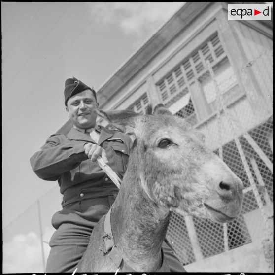 Un militaire juché sur un âne à Mascara.