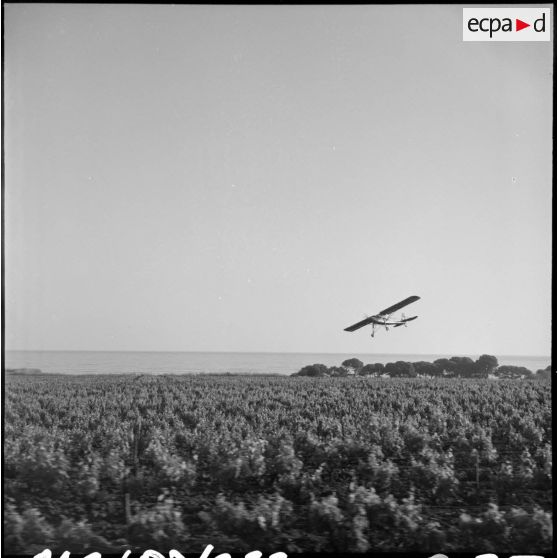 Un appareil d'observation Morane Saulnier 500 Criquet survole des vignes.