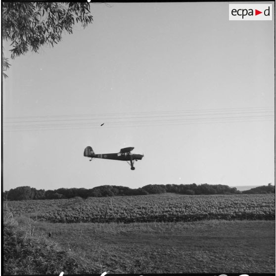Un appareil d'observation Morane Saulnier 500 Criquet survole des vignes.