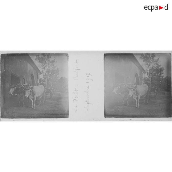 La Forêt. Belfort. Septembre 1917. [légende d'origine]