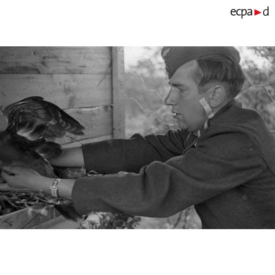 Un sous-officier (Unteroffizier), fauconnier de la Luftwaffe, attrape un volatile dans une cage.