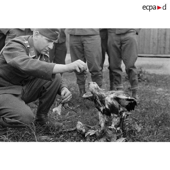 Un sous-officier (Unteroffizier), fauconnier de la Luftwaffe, entouré de ses camarades donne à manger des morceaux d'oiseau.