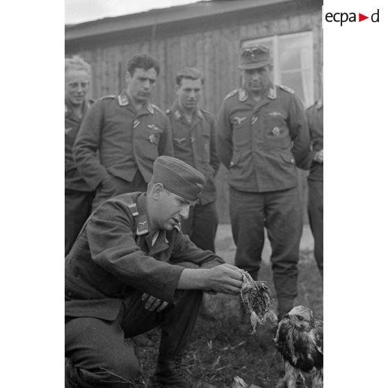 Un sous-officier (Unteroffizier), fauconnier de la Luftwaffe, entouré de ses camarades donne à manger des morceaux d'oiseau.