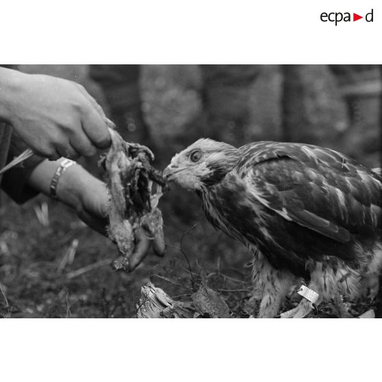 Un faucon mange un lambeau de chair d'oiseau, tendu par un sous-officier (Unteroffizier), fauconnier de la Luftwaffe.