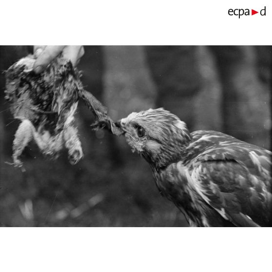 Un faucon mange un lambeau de chair d'oiseau, tendu par un sous-officier (Unteroffizier), fauconnier de la Luftwaffe.