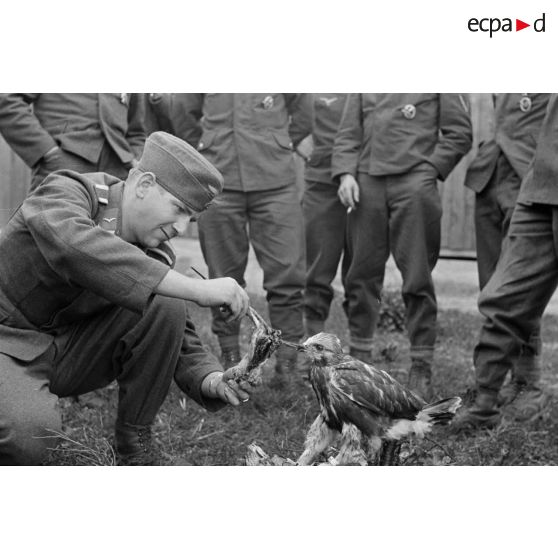 Un sous-officier (Unteroffizier), fauconnier de la Luftwaffe. nourrit un faucon apprivoisé.