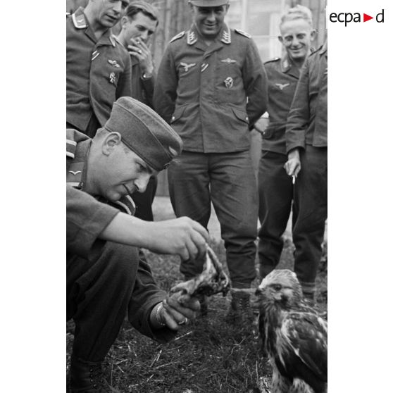 Un sous-officier (Unteroffizier), fauconnier de la Luftwaffe. nourrit un faucon apprivoisé.