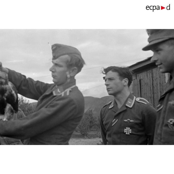 Un fauconnier, sous-officier (Unteroffizier) de la Luftwaffe, nourrit un faucon apprivoisé.