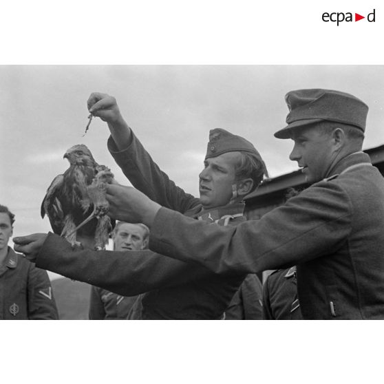 Un fauconnier, sous-officier (Unteroffizier) de la Luftwaffe, nourrit un faucon apprivoisé.